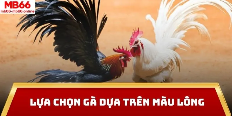 Lựa chọn gà dựa trên màu lông