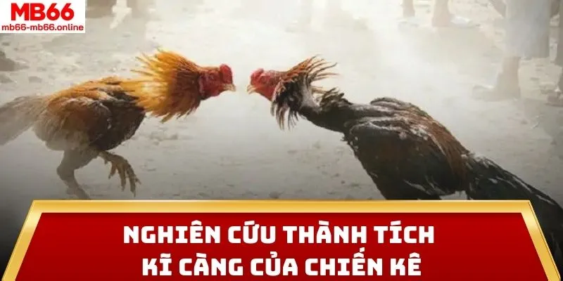 Nghiên cứu thành tích kĩ càng của chiến kê