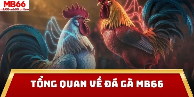 Tổng quan về đá gà MB66